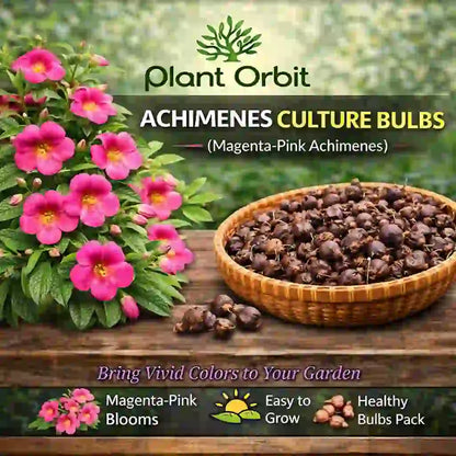 Achimenes Culture Bulb