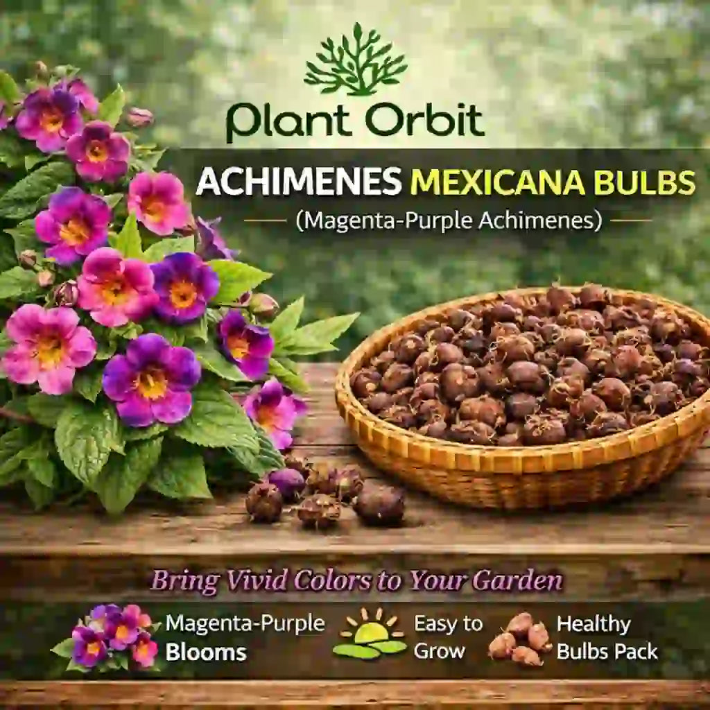 Achimenes Mexicana Bulb
