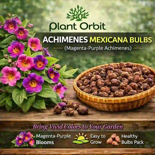 Achimenes Mexicana Bulb