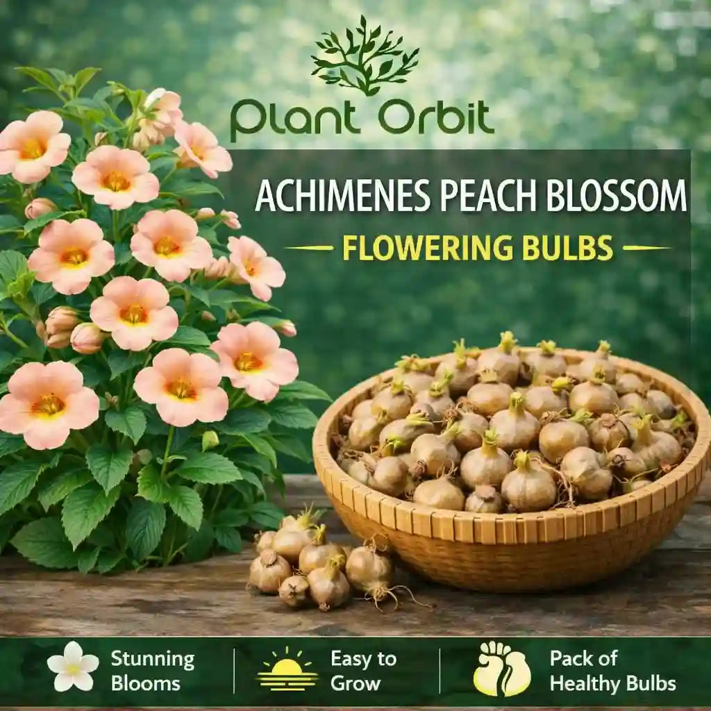 Achimenes Peach Blossom