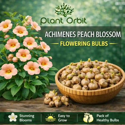 Achimenes Peach Blossom