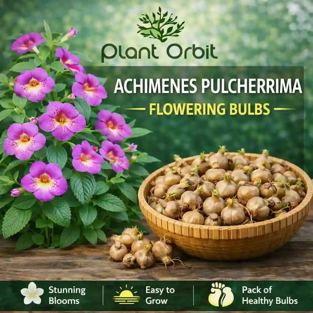Achimenes Pulcherrima Flowering Bulb
