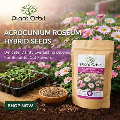 Acroclinium Roseum Hybrid Seeds