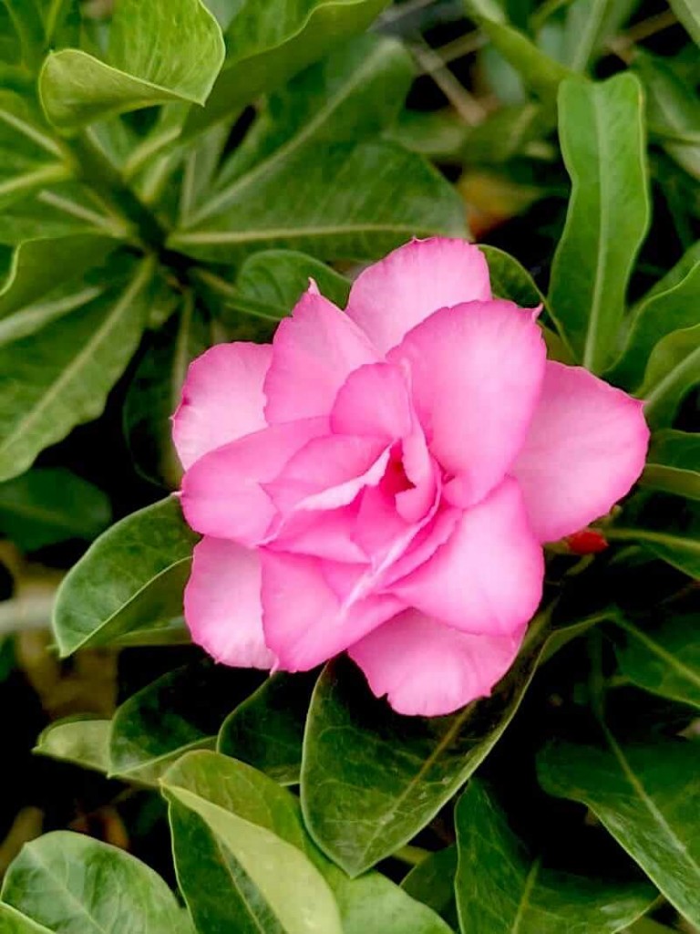 Pink Adenium