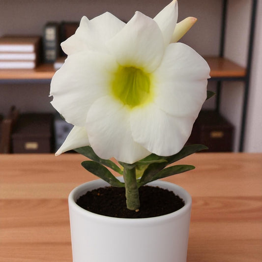 Adenium R7