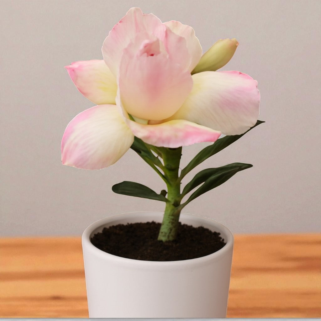 Adenium R8