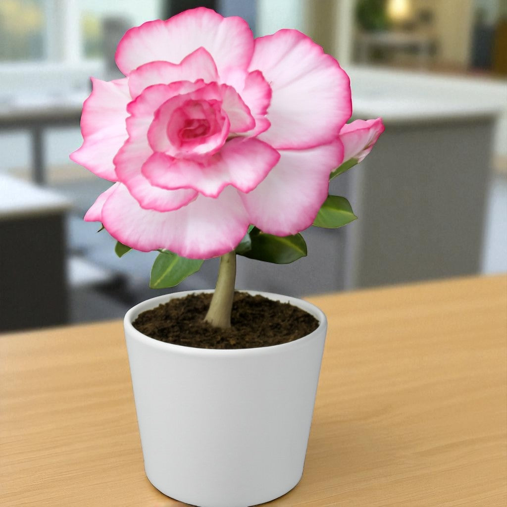 Adenium R30