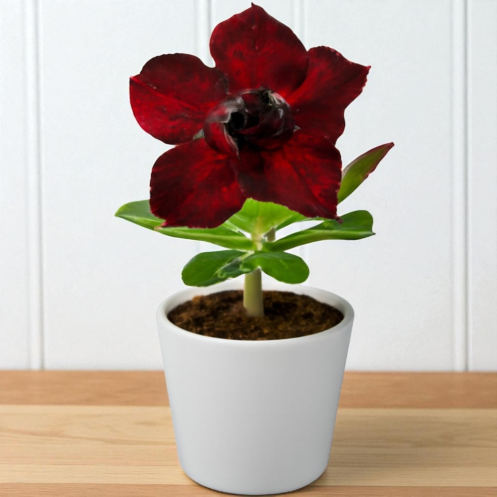 Adenium R32