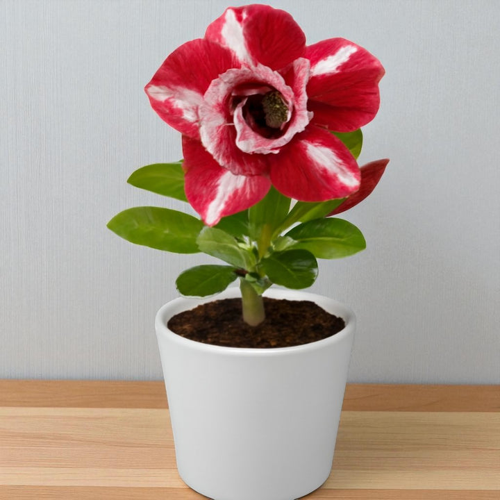 Buy Adenium Plants Online – Largest Varieties In India – Plant Orbit
