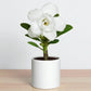Adenium R34