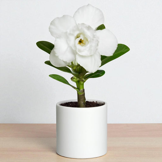 Adenium R34