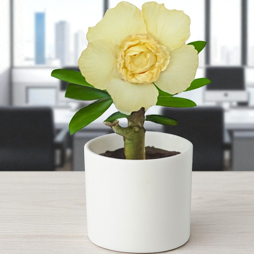 Adenium R36