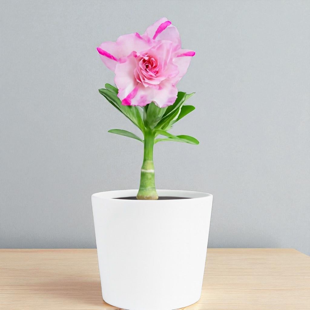 Adenium R37