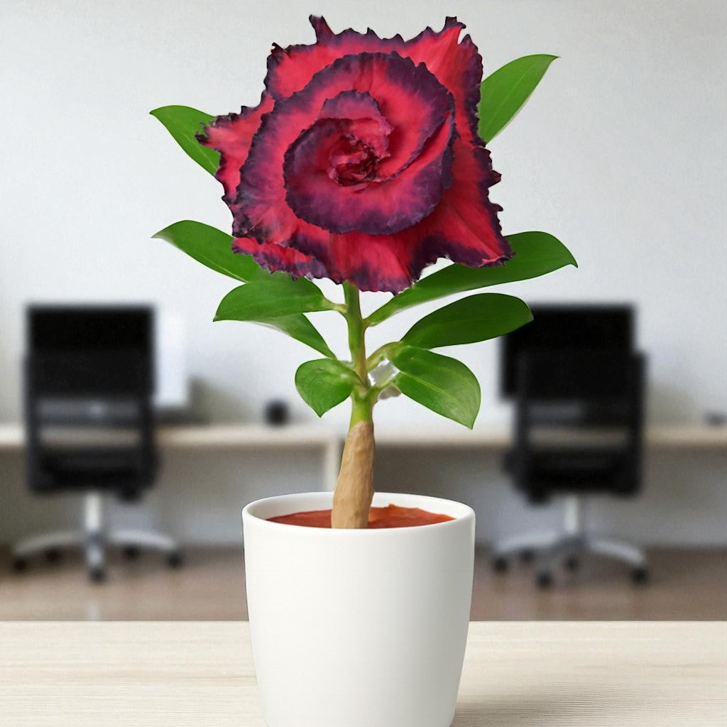 Adenium R39
