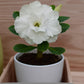 Adenium R103