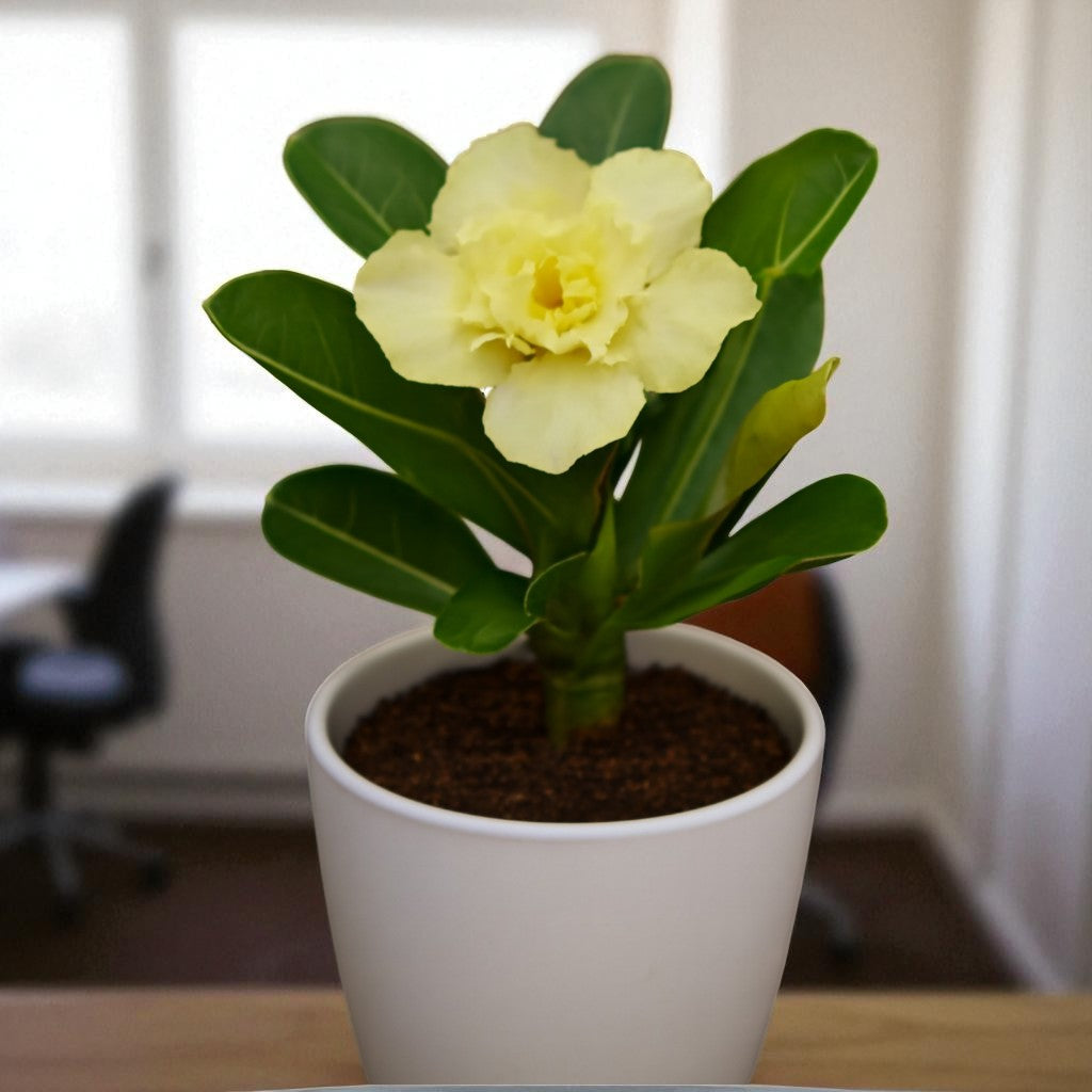 Adenium R105