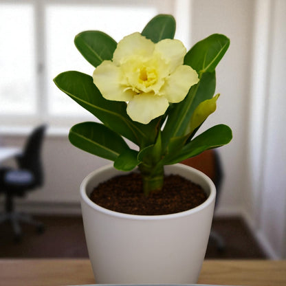 Adenium R105