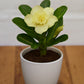 Adenium R108