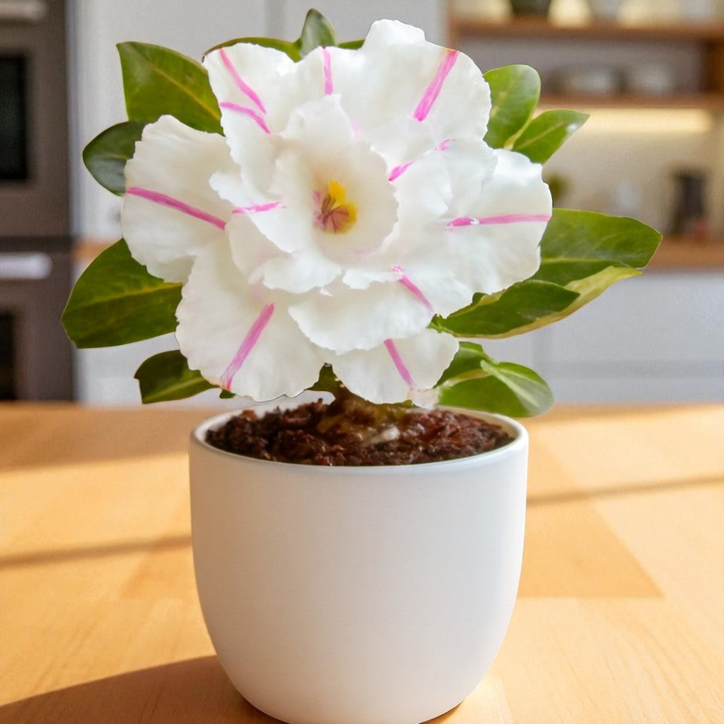 Adenium R27