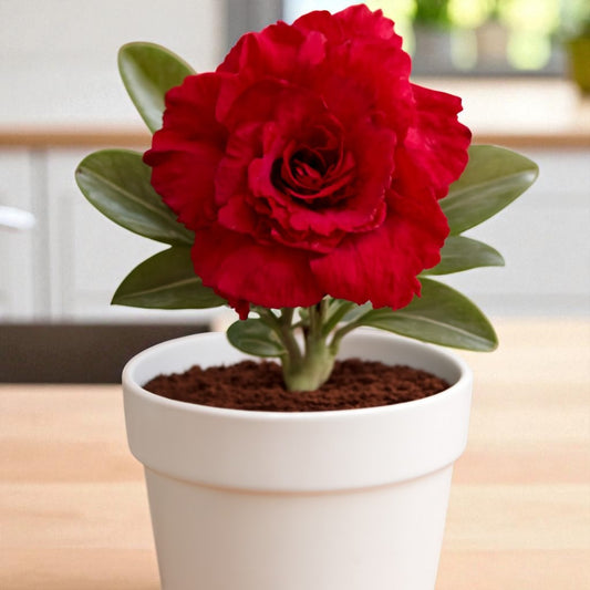 Adenium R43