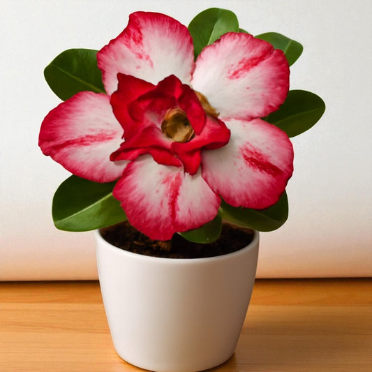 Adenium R44