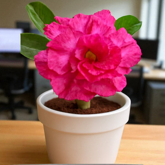 Adenium R45