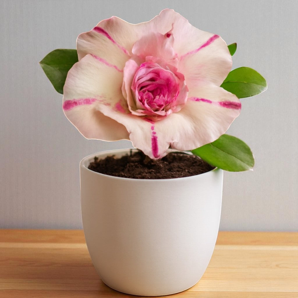 Adenium R46