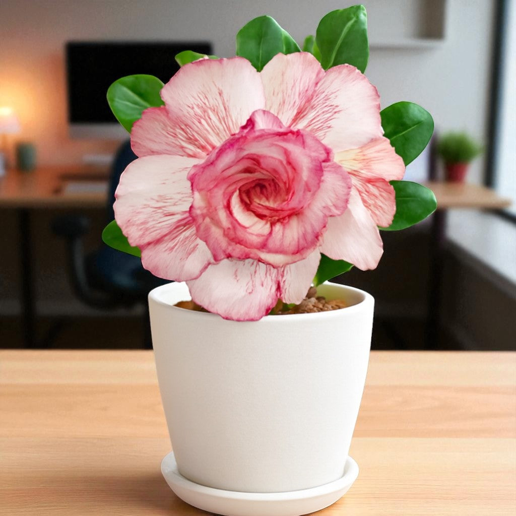 Adenium R47