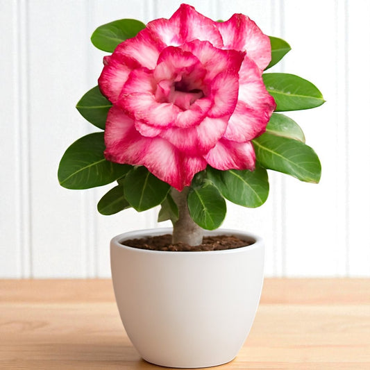Adenium R48