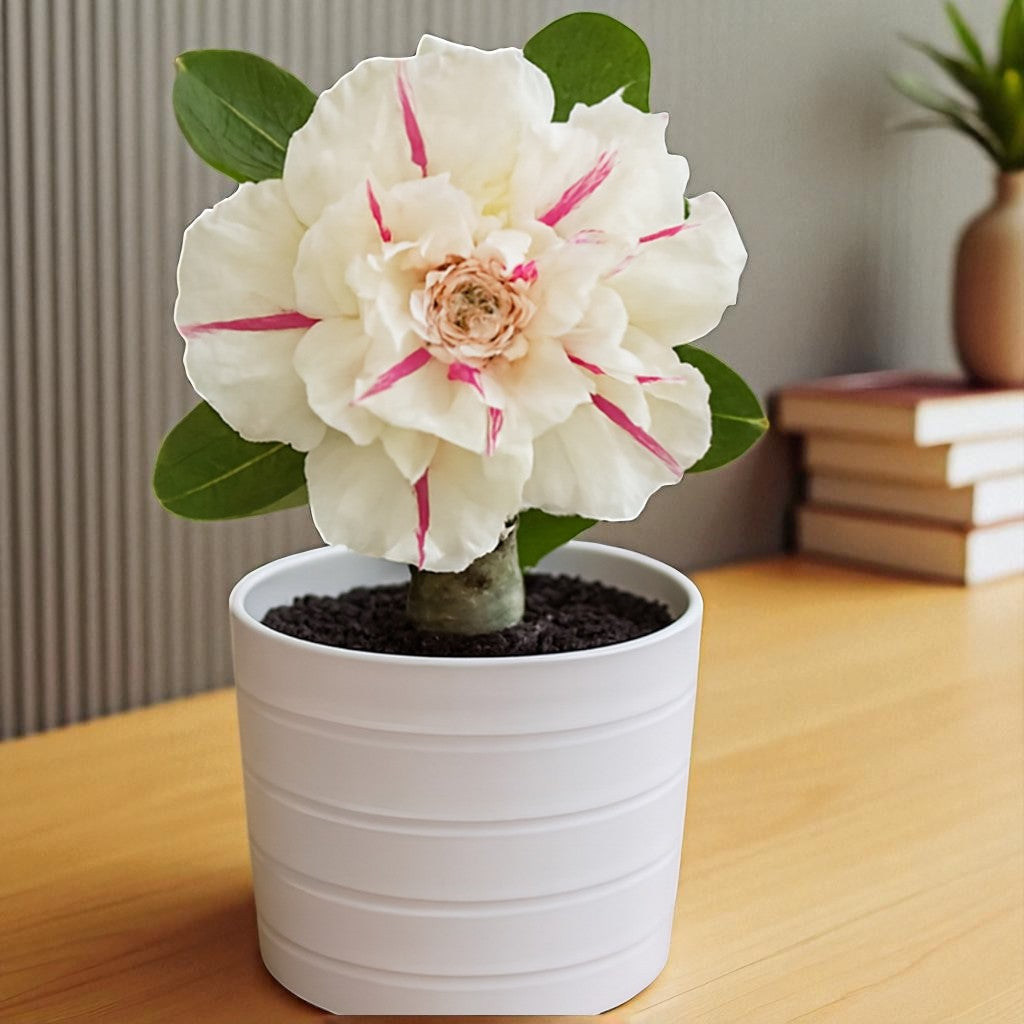 Ban R49 Adenium R49 Hybrid - Vibrant Double-Bloom Desert Rose – Plant Orbit