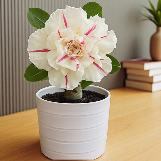 Adenium R49