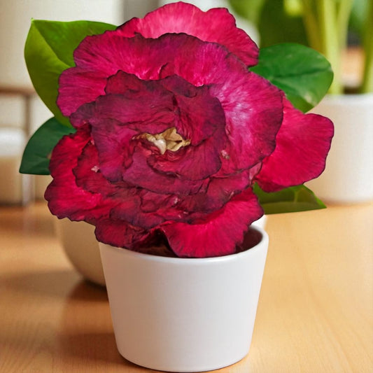 Adenium R50