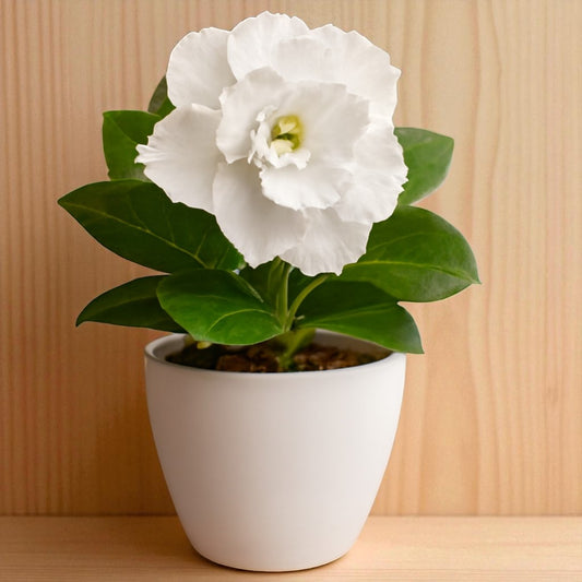 Adenium R51