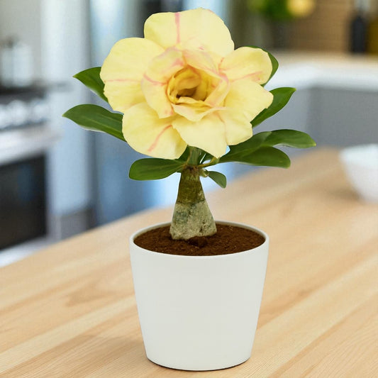 Adenium R55