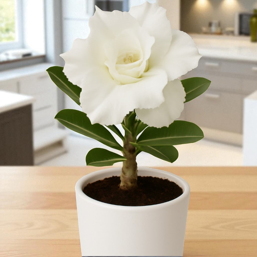 Adenium R13