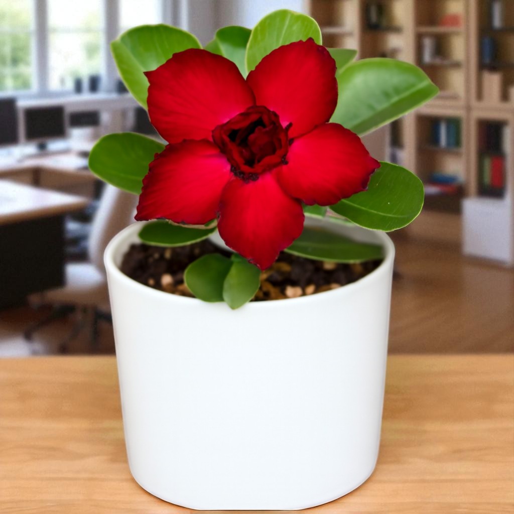 Adenium R14