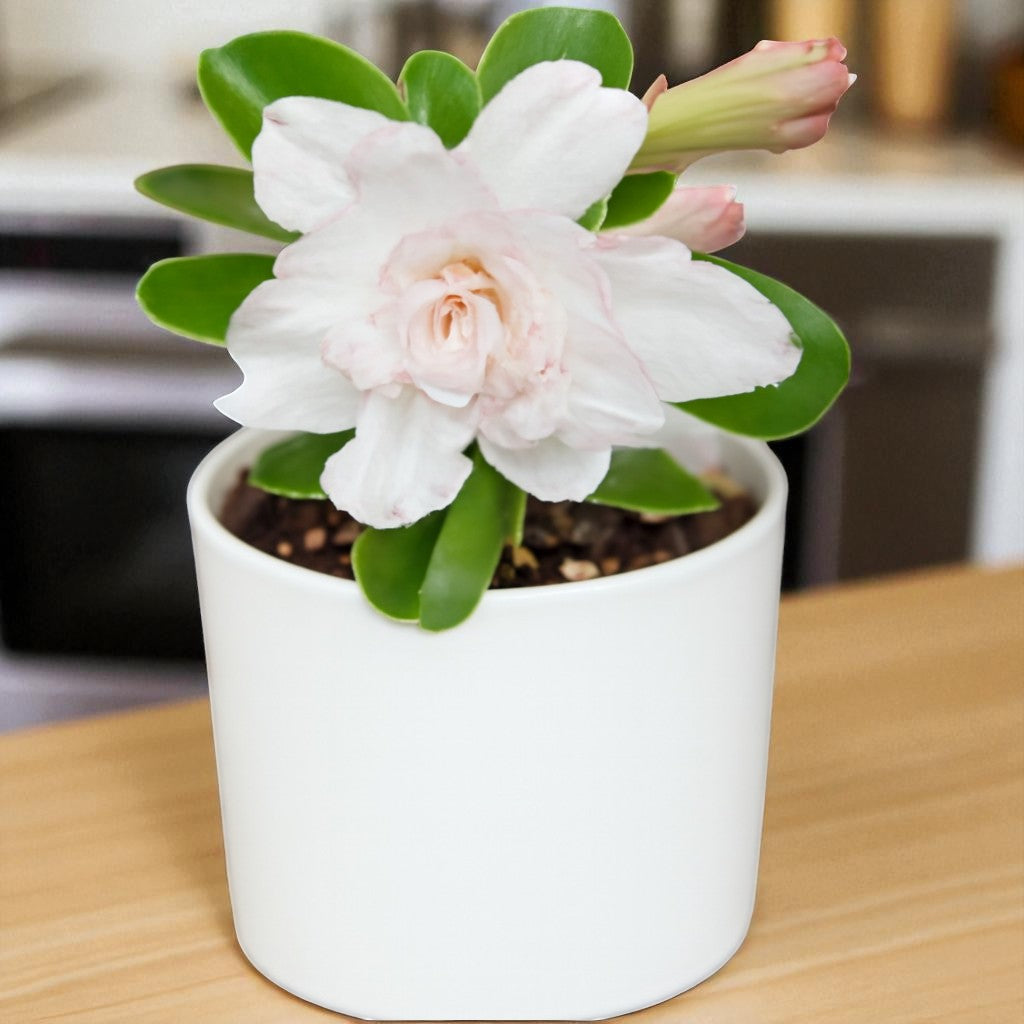Adenium R15