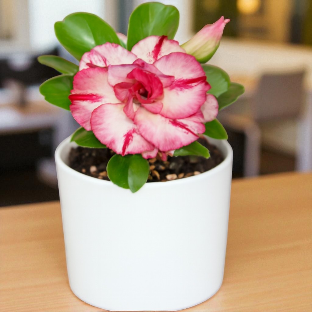 Adenium R16