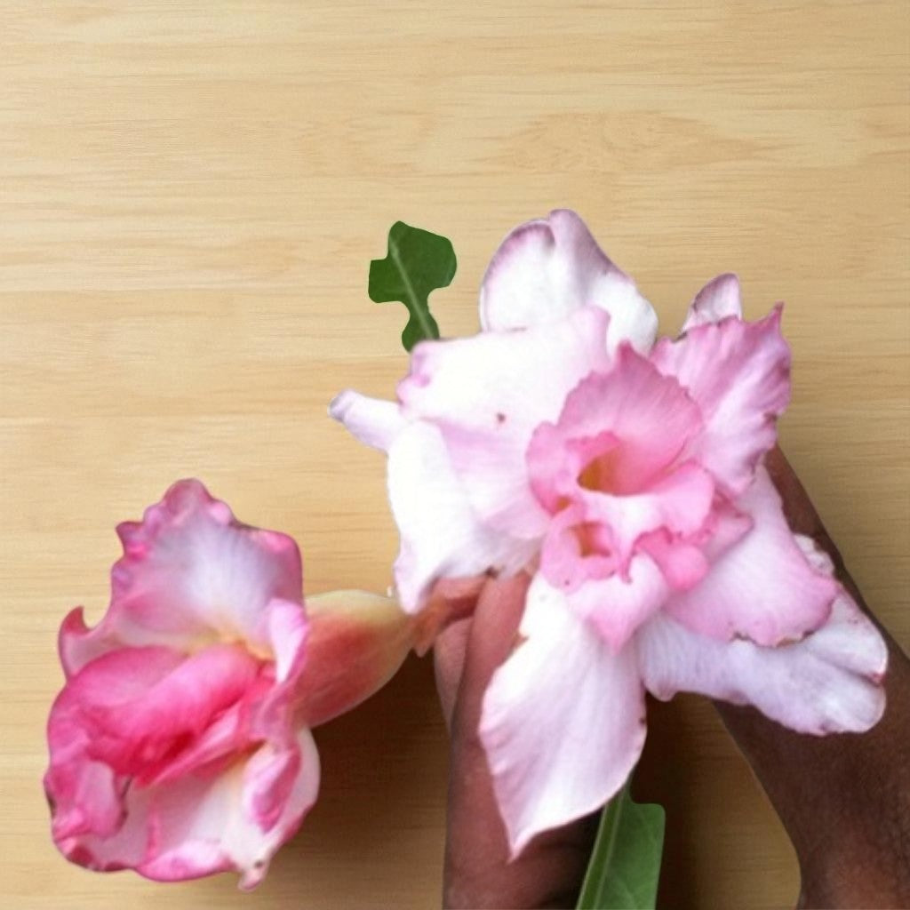 Adenium R10