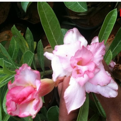 Adenium R10