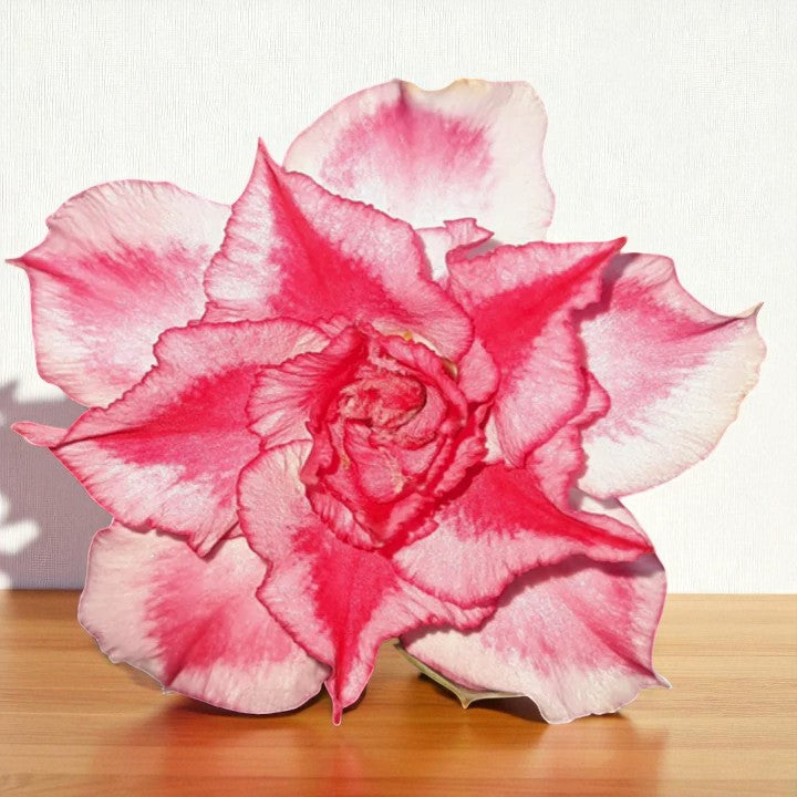 Adenium R100