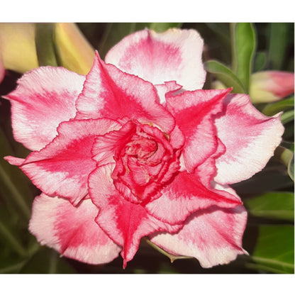 Adenium R100
