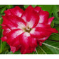 Adenium R101