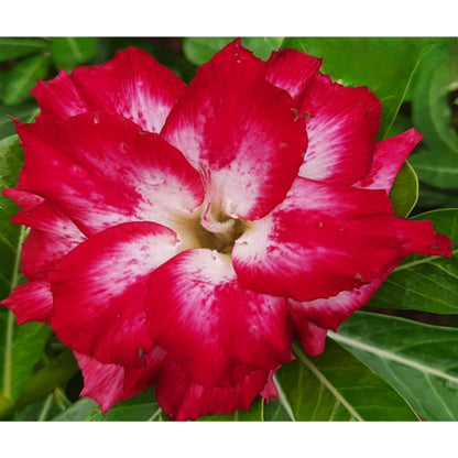 Adenium R101