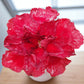 Adenium R102