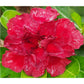 Adenium R102