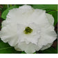 Adenium R103