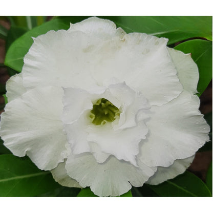 Adenium R103