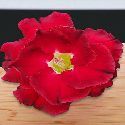 Adenium R104