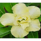 Adenium R105